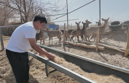 新疆兵团十四师四十七团：特色养殖“活”起来 职工增收“火”起来