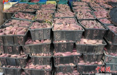 海南“镇”能量：一个地瓜，创意出圈