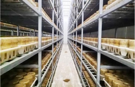 从种源突破，到智慧生产