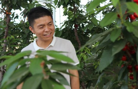 从电商“开路”到樱桃“棚主”