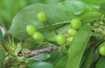 农业知识｜设施樱桃硬核期：控温降湿防病害