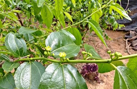 【农业知识】温室冬枣枣吊伸长期管理