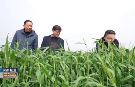 铜陵：农技服务下沉田间 科学防控小麦病害