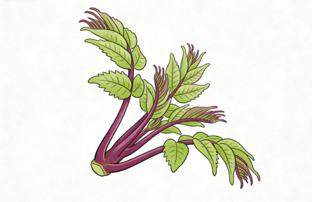 春天必吃芽苗菜，疏肝养人别错过！