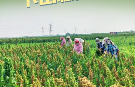 乡村振兴齐鲁样板｜藜麦“走下山”扎根黄三角盐碱地