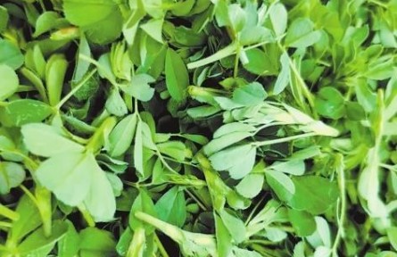 知味甘肃 | 春食野菜 舌尖上的浪漫