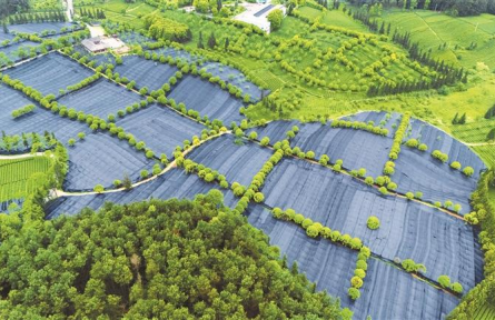 开局起步“十五五”│从论斤卖原料到论杯卖茶饮！贵州湄潭：夏秋茶也有“春天”