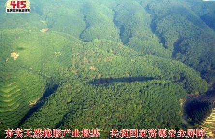 4·15全民国家安全教育日丨我国天然橡胶产业高质量发展迈出坚实步伐