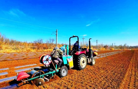 内蒙古赤峰王府：“薯”香满田闹春耕