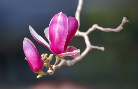 兰花的生存智慧知多少