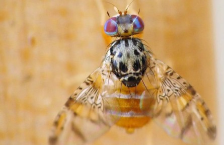 海关科普:进境水果里的“虫害刺客”