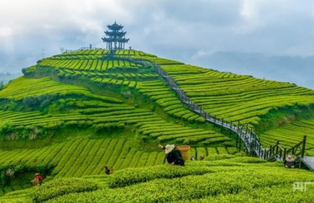 春日里的中国丨“一叶茶”多元业态激活乡村春日经济