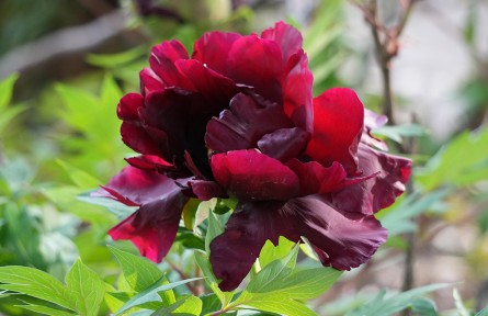 洛阳国际牡丹园“混血”黑牡丹——水墨丹青迎来最佳观赏期