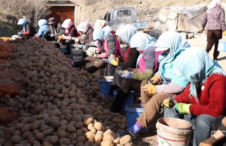 高质量发展“新”速度丨吉木萨尔：春耕“薯”光好，增收有盼头