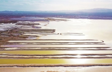 甘肃景泰：黄河岸边花似锦 盐沼湿地生态美