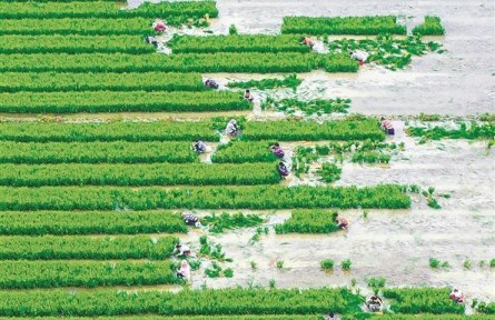 农业绿色转型 助力美丽中国建设——基于我国现代农业绿色发展现状的调研与思考