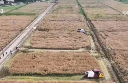 “新品种+新模式”助力农作物增产提质 智慧农业让农产品“种得好”“卖得火”