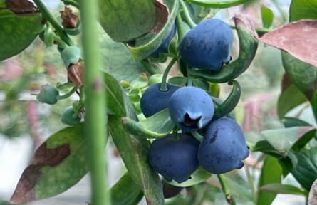 大棚里的数字革命：智慧农业种出“莓”好生活