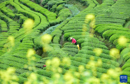 春茶飘香采摘忙