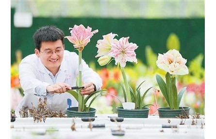 3个朱顶红新品种获国家植物新品种权证