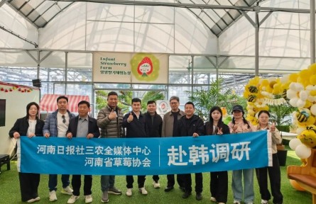 赴韩调研草莓产业 探寻品种出海路径 国产草莓如何香飘海外