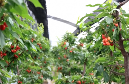 用创新擦亮特色产业“金字招牌” 为乡村产业振兴注入新动能