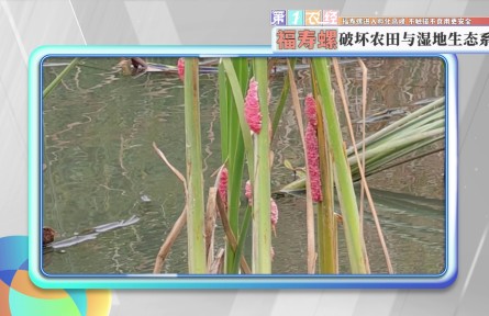 福寿螺进入孵化高峰 不触碰不食用更安全