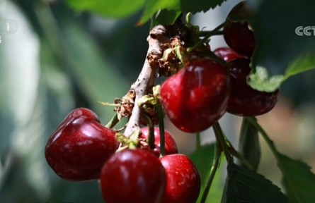 科技种植打造新鲜“果盘子” 新技术“套”出农户好收益