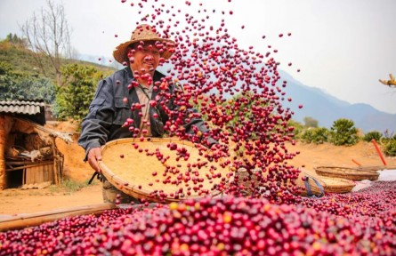 捧一粒红果造福万家百姓