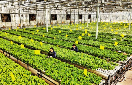 影像记录 | “植物工厂”里的科技范