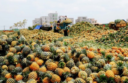 春吃菠萝正当时