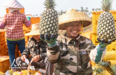 海南琼海：凤梨忙采收