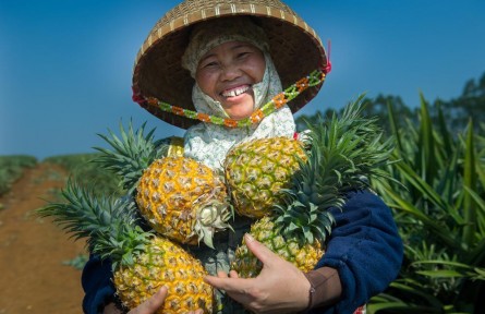 菠萝不愁卖了，生猪、鸡蛋、甘蔗们可以学到什么？