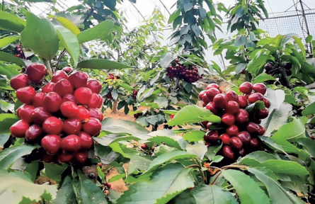 青海湟中：大棚樱桃红 带动村民增收