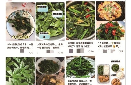 辟谣|“新面孔”春菜，到底是药还是菜？