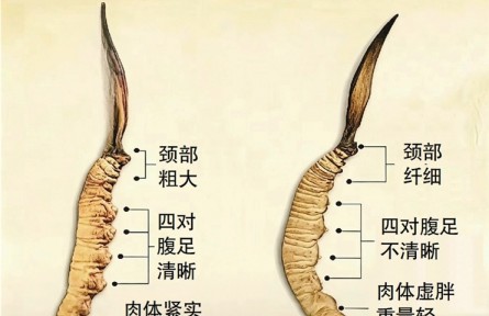 冬虫夏草还能在家种？