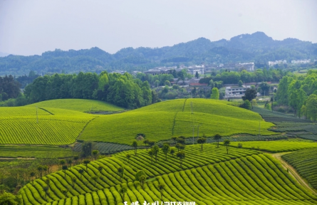 《贵州“十四五”时期“三茶”统筹发展成就》发布：红茶产量与出口均价双双全国第一