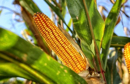 玉米传统育种的区域实践、挑战与创新路径——以张掖市玉米制种产业为例