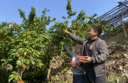 云南临沧：“茶+果”融合发展激活生态富民新动能