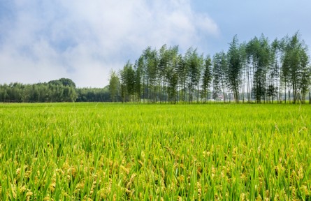 气候变化对我国农业生产的影响及对策建议