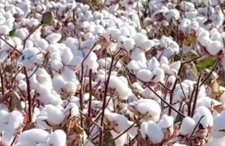中国棉花往事：一朵花的奋斗，一个国的底气