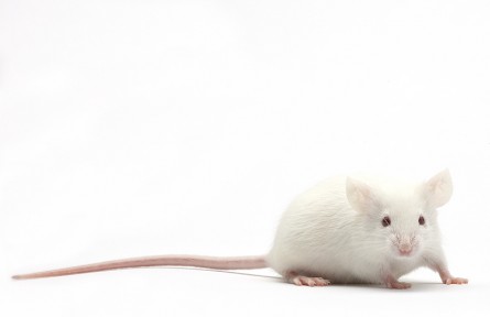 科技名词|模式生物 model organism