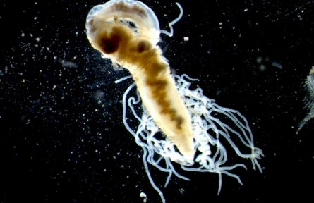 海洋生物也有“身份证”，青岛海洋环境DNA监测试点见成效