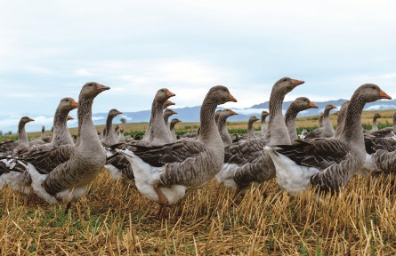 安徽：“三洋开泰”兴三农