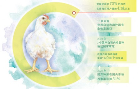 从完全依靠进口到迭代突破，白羽肉鸡育种攻关记