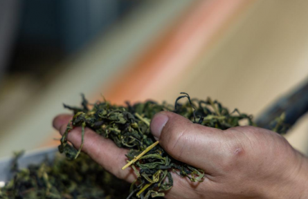 重庆永川：智能化制茶助力乡村振兴