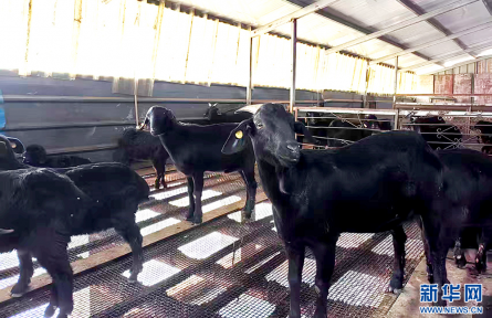 湖北罗田：大别山黑山羊的产业突围