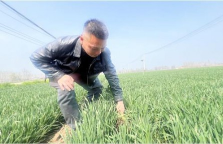 晚播20天，苗情却非常“争气”