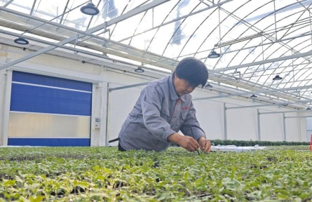 用“智慧大脑”育苗，让机器人代劳