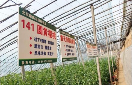 一棵“青甜”红遍市场